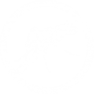 Mosquito